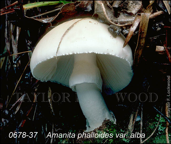 Amanita phalloides var. alba
