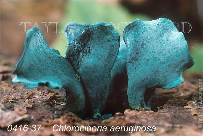 Chlorociboria aeruginosa