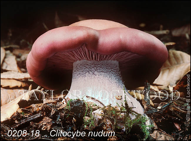 Clitocybe nudum