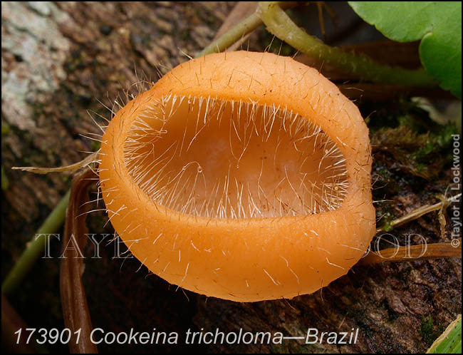 Cookeina tricholoma - Brazil