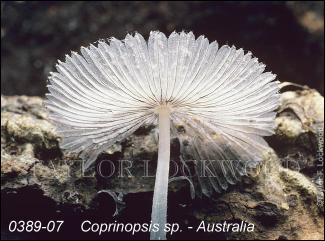Coprinopsis sp. - Australia