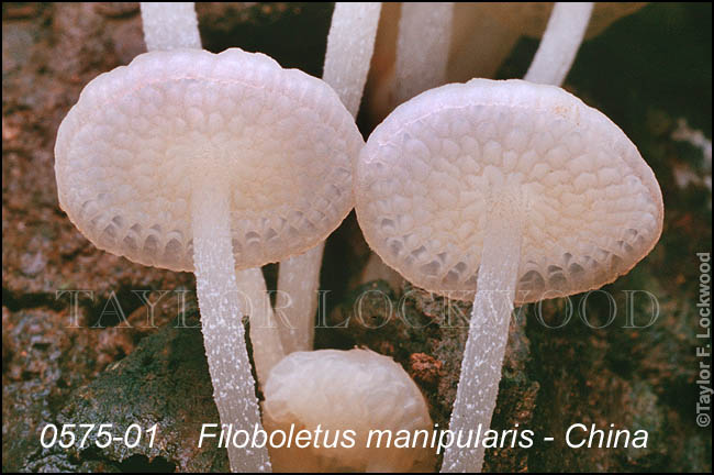 Filoboletus manipularis - China
