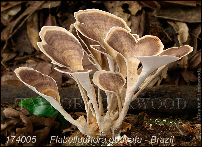 Flabellophora obovata - Brazil