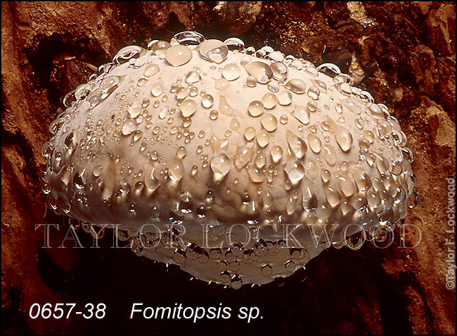 Fomitopsis sp.