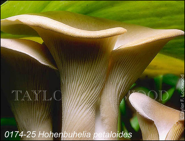 Hohenbuhelia petaloides