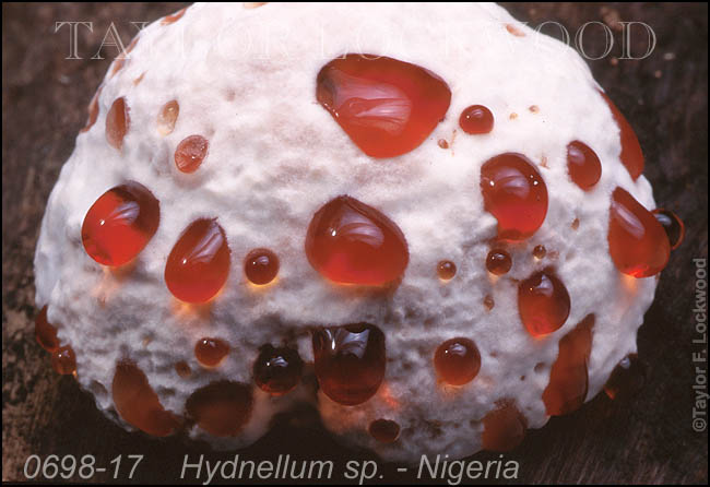 Hydnellum sp. - Nigeria