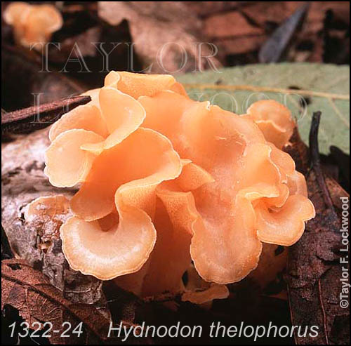 Hydnodon thelophorus