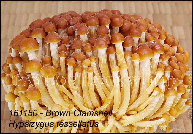 Hypsizygus tessellatus - Brown Clamshell