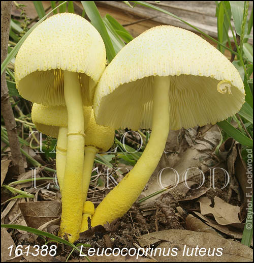 Leucocoprinus luteus
