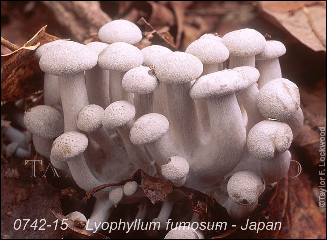 Lyophyllum fumosum - Japan