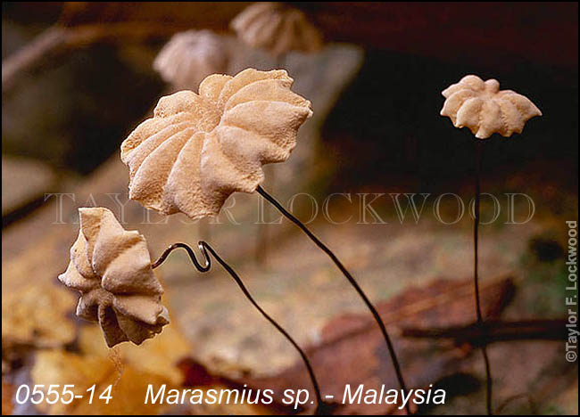 Marasmius sp. - Malaysia