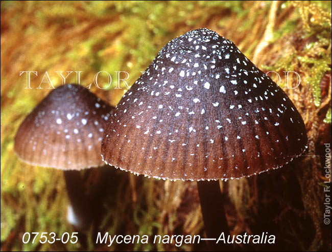 Mycena nargan - Australia