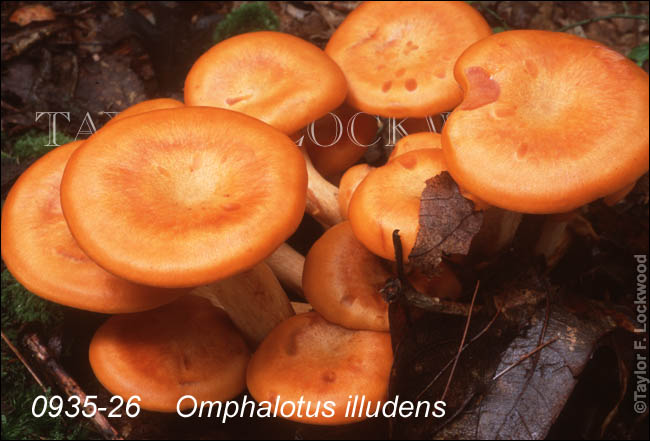 Omphalotus illudens