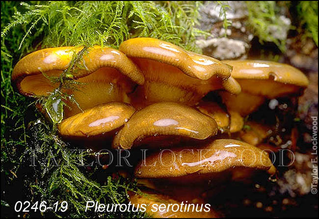Pleurotus serotinus