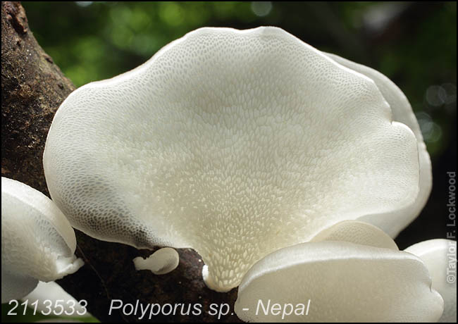 Polyporus sp. - Nepal