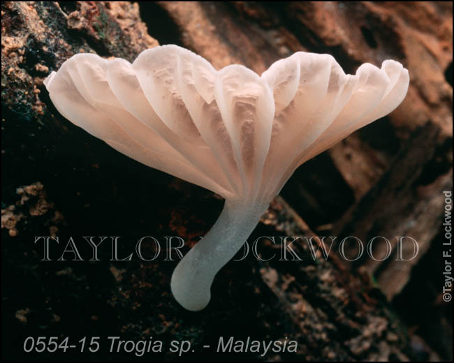 Trogia sp. - Malaysia