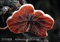 Anthrocophyllum_sp