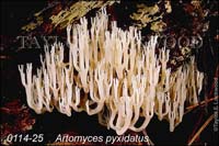Artomyces_pyxidatus