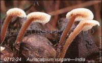 Auriscalpium_vulgare-c