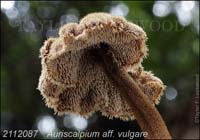 Auriscalpium_vulgare-e