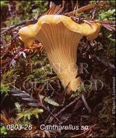Cantharellus_sp-b