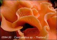 Cantharellus_sp