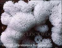 Ceratiomyxa_fruticulosa