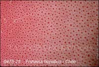 Fistulina_hepatica-c