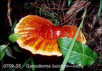 Ganoderma_lucidum