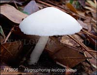 Hygrophorus_leucophaeus