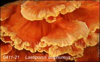 Laetiporus_sulphureus
