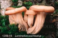 Lentinellus_cochleatus