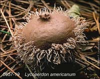 Lycoperdon_americanum
