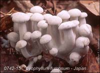 Lyophyllum_fumosum