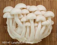 Lyophyllum_shimeji