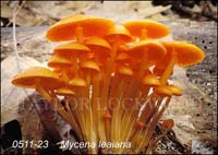 Mycena_leaiana-b