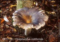 Omphalotus_nidiformis-b