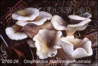 Omphalotus_nidiformis