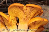 Omphalotus_subilludens