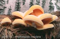 Phyllotopsis_nidulans