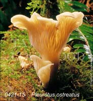 Pleurotus_ostreatus-b