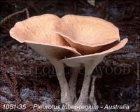 Pleurotus_tuber-regium-c