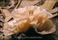 Podoscypha_petaloides