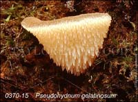 Pseudohydnum_gelatinosum-b