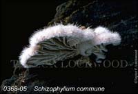 Schizophyllum_commune-b