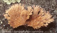 Schizophyllum_commune-d
