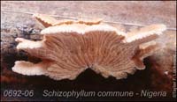 Schizophyllum_commune-e
