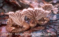 Schizophyllum_commune-f