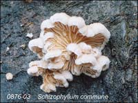 Schizophyllum_commune-g