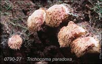 Trichocoma_paradoxa